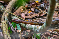Spilotes sulphureus