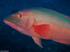 Bodianus scrofa
