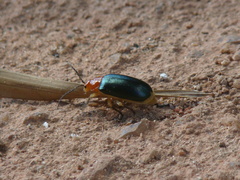 Cacoscelis marginata