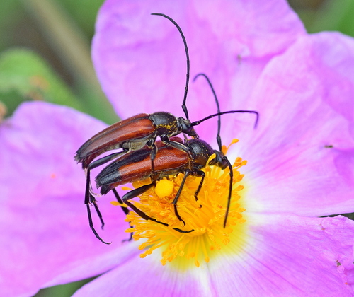 Dvijuostis Grakštenis nuotrauka