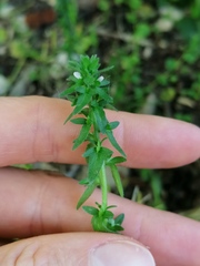 Veronica arvensis