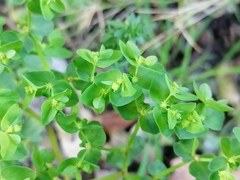 Euphorbia peplus