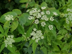 Aegopodium podagraria