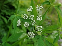 Aegopodium podagraria