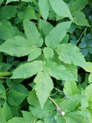 Aegopodium podagraria