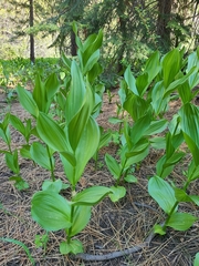 Veratrum californicum