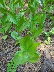 Veratrum californicum