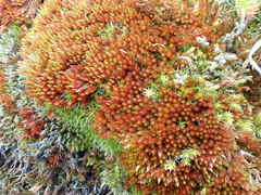 Imbribryum alpinum