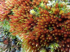 Imbribryum alpinum