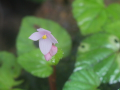 Begonia crenata