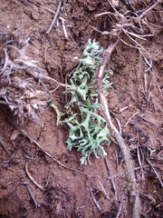 Xanthoparmelia camtschadalis