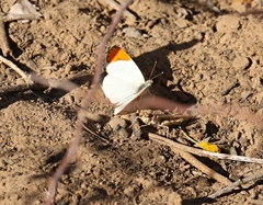 Colotis lais