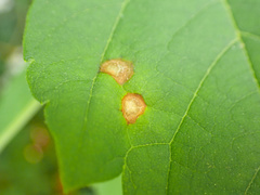 Acericecis ocellaris