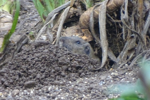 Northern California Pocket Gopher