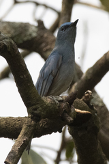 Cyornis unicolor