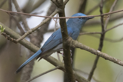 Cyornis unicolor
