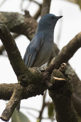 Cyornis unicolor