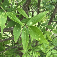 Fraxinus pennsylvanica subintegerrima