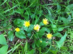 Hieracium murorum