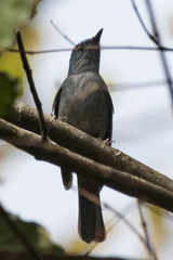 Cyornis unicolor