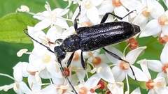 Strangalepta abbreviata