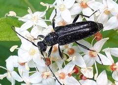 Strangalepta abbreviata