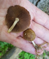 Lacrymaria echiniceps