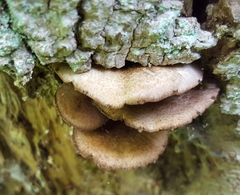 Lacrymaria echiniceps