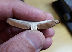 Lacrymaria echiniceps