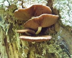 Lacrymaria echiniceps