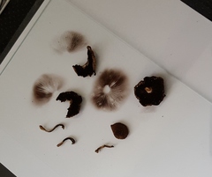 Lacrymaria echiniceps