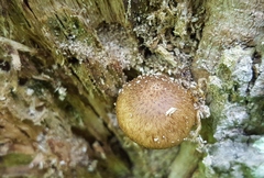 Lacrymaria echiniceps