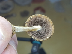 Lacrymaria echiniceps