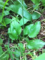 Hieracium murorum