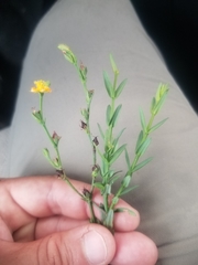 Hypericum pauciflorum