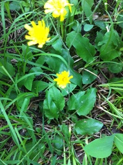 Hieracium murorum