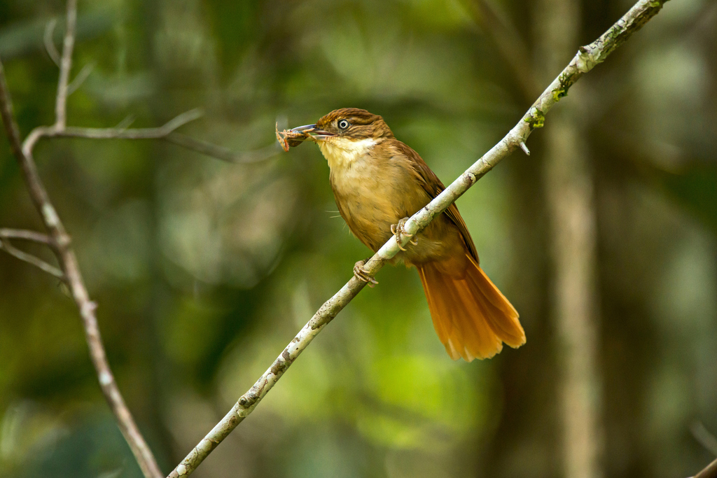 White-Eyed Foliage-Gleaner