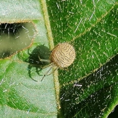 Bertrana