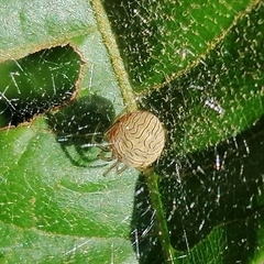 Bertrana