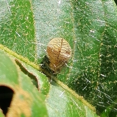 Bertrana