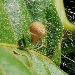 Bertrana
