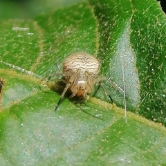Bertrana