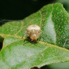 Bertrana