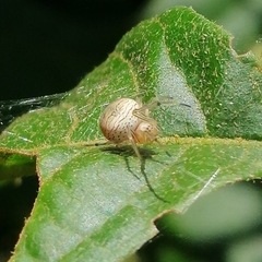 Bertrana