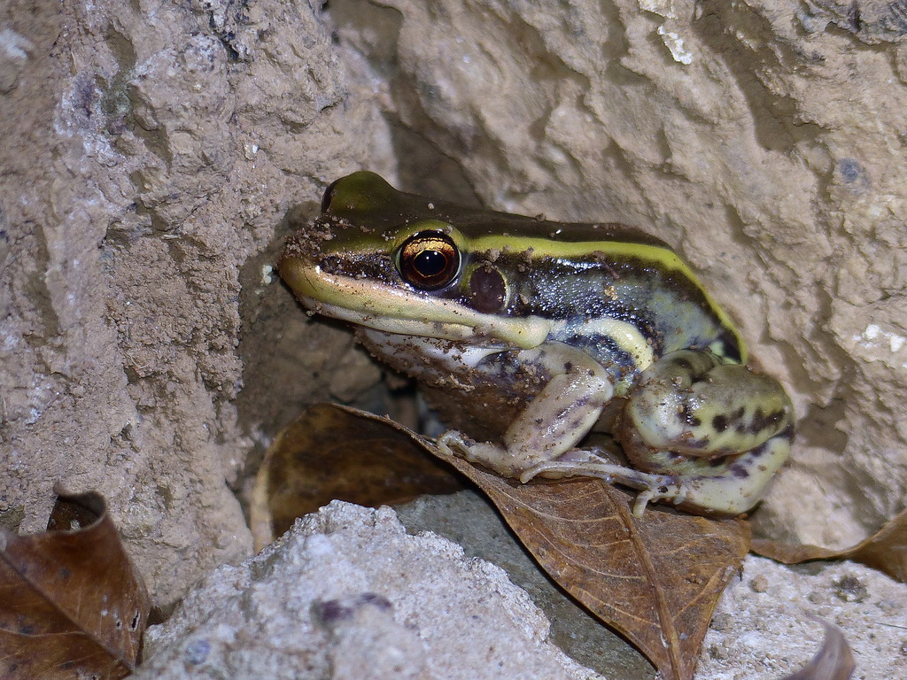 Galam white-lipped frog