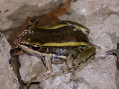 Amnirana galamensis
