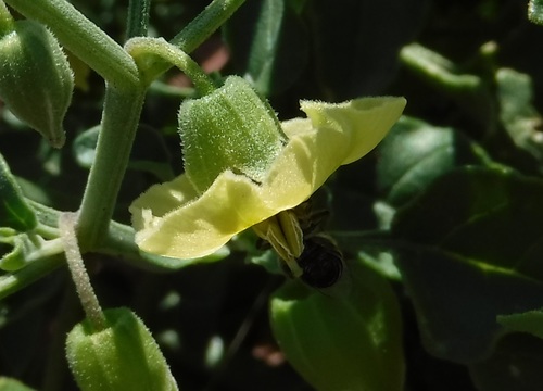 Image of Physalis fendleri by (c) Elliott Gordon, some rights reserved (CC BY)