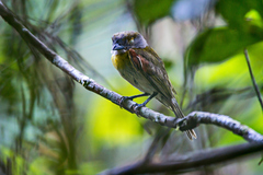Pachyramphus viridis