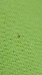 Dermanyssus gallinae