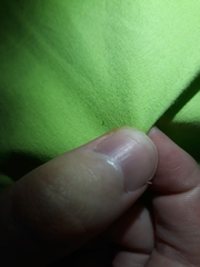 Dermanyssus gallinae